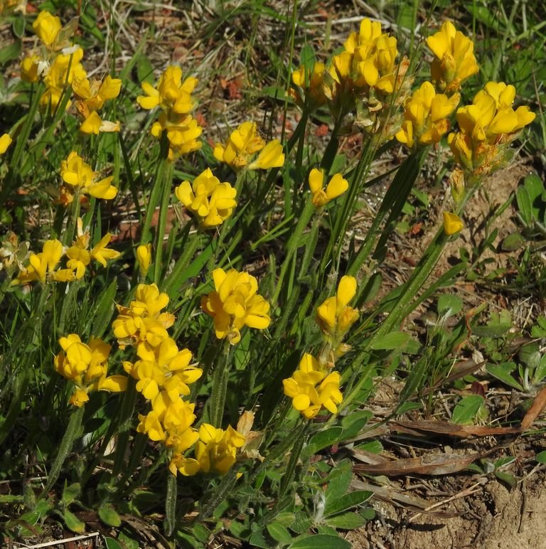 Como plantar Genista sagittalis (Genista sagittalis)_1