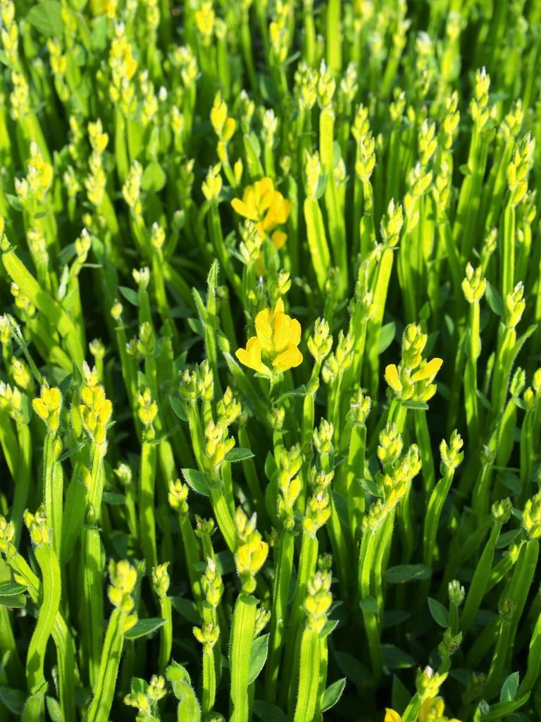 Onde plantar Genista sagittalis (Genista sagittalis)_2