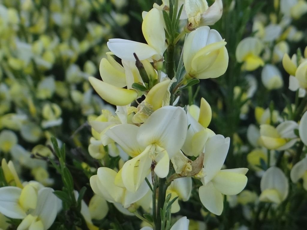 Giesta 'Albus' (Cytisus × praecox 'Albus')