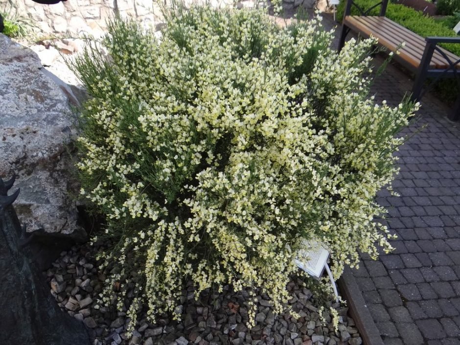 Como plantar Giesta 'Albus' (Cytisus × praecox 'Albus')_1