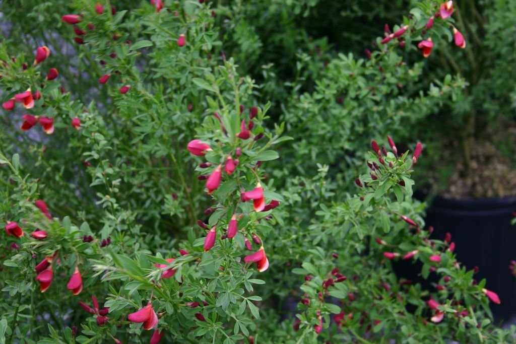 Giesta 'Burkwoodii' (Cytisus 'Burkwoodii')