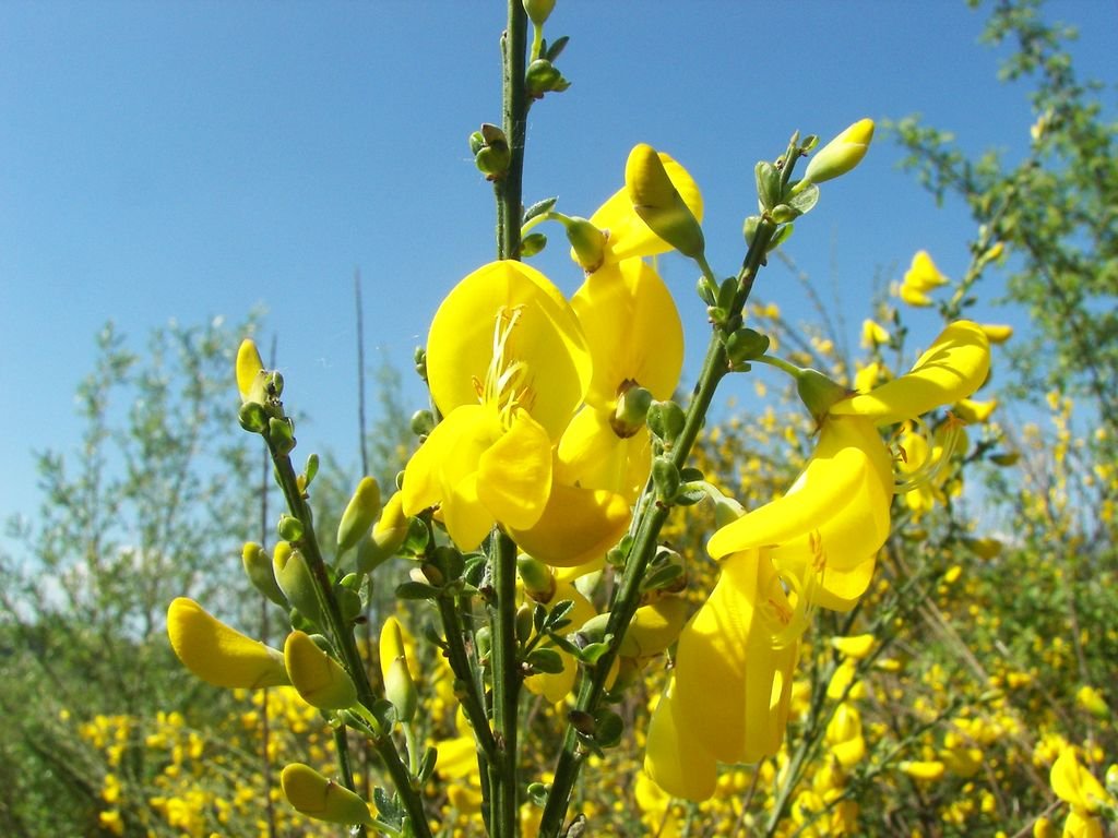 Giesta (Cytisus scoparius)