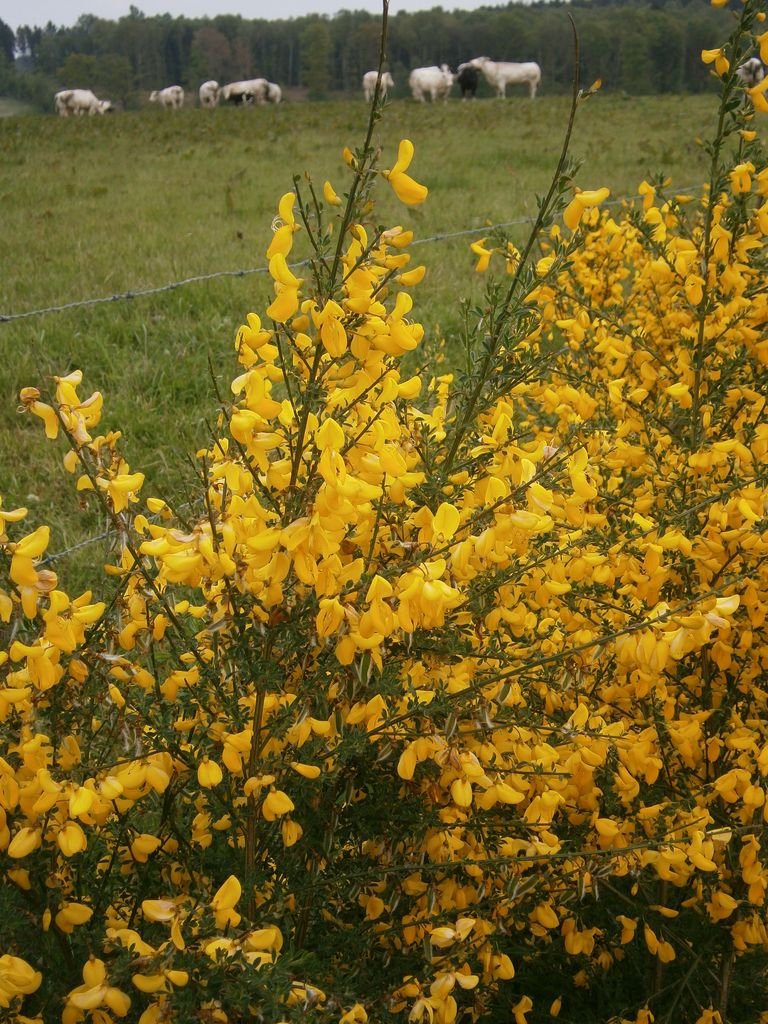 Como plantar Giesta (Cytisus scoparius)_1