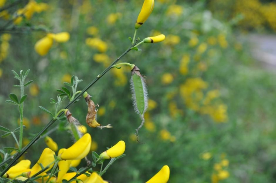 Onde plantar Giesta (Cytisus scoparius)_2