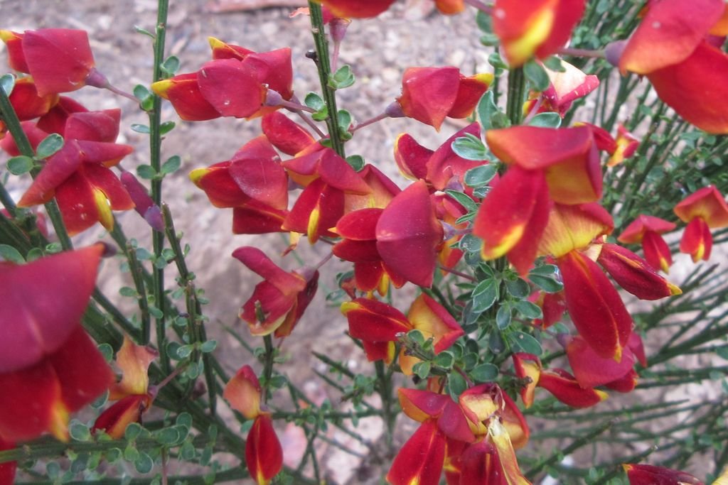 Giesta 'Lena' (Cytisus 'Lena')