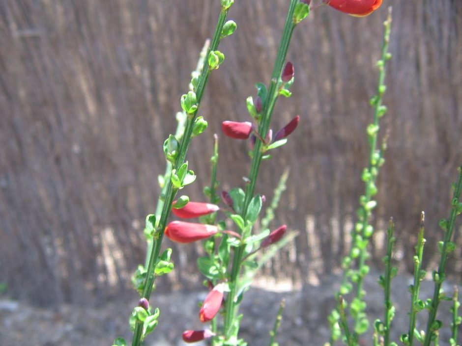 Como plantar Giesta 'Lena' (Cytisus 'Lena')_1