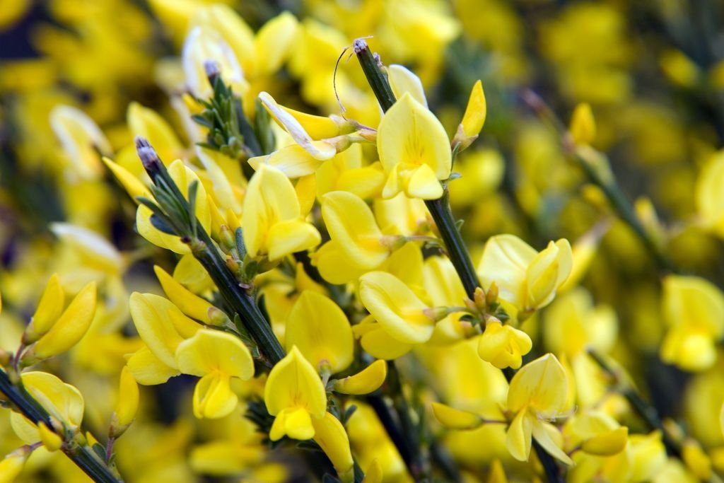 Giesta-amarela (Cytisus × praecox)