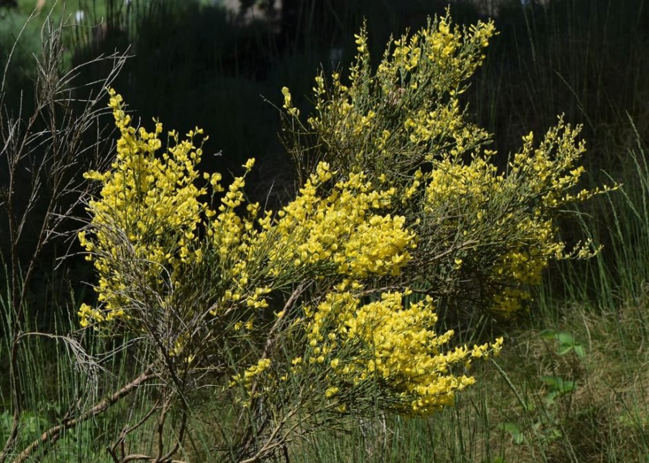 Como plantar Giesta-amarela (Cytisus × praecox)_1