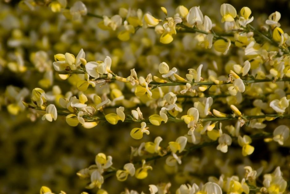 Onde plantar Giesta-amarela (Cytisus × praecox)_2