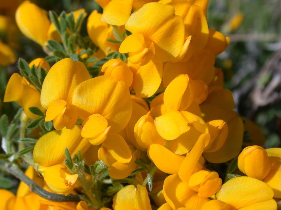 Giesta ardoinoi (Cytisus ardoinoi)
