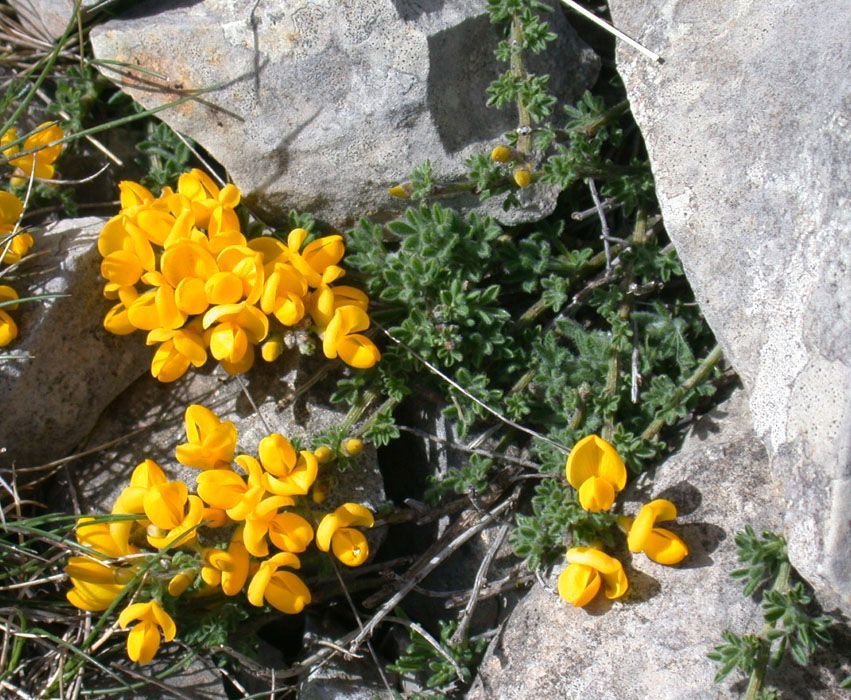 Como plantar Giesta ardoinoi (Cytisus ardoinoi)_1