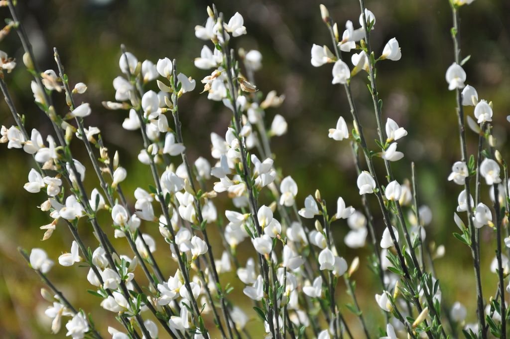 Giesta-branca (Cytisus multiflorus)