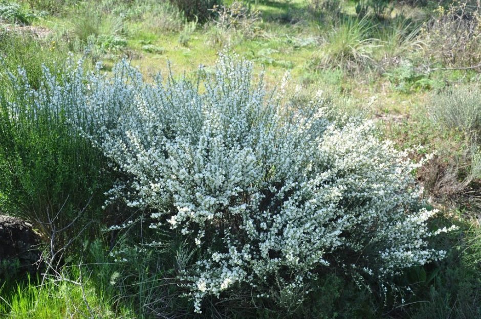 Como plantar Giesta-branca (Cytisus multiflorus)_1