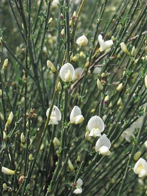 Onde plantar Giesta-branca (Cytisus multiflorus)_2