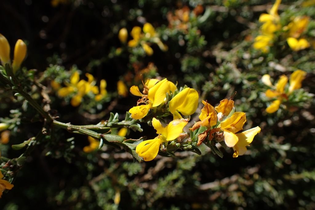 Giesta de Bean (Cytisus × beanii)