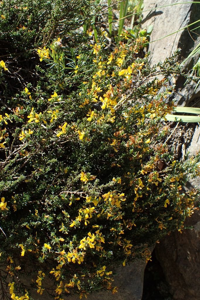 Como plantar Giesta de Bean (Cytisus × beanii)_1