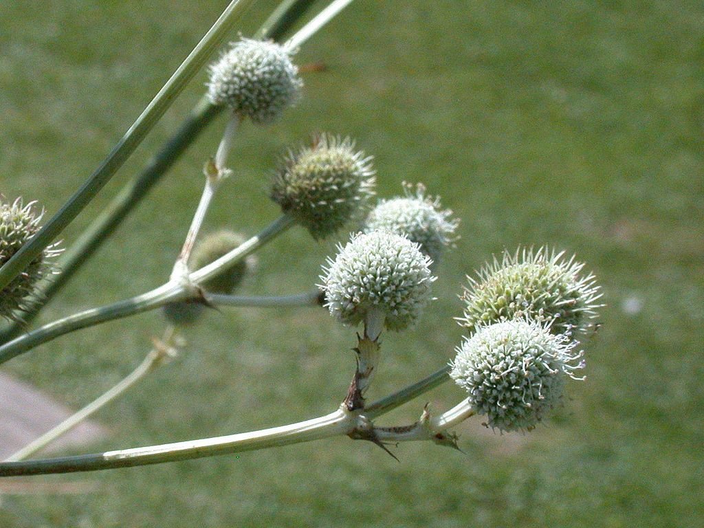 Gravatá (Eryngium eburneum)