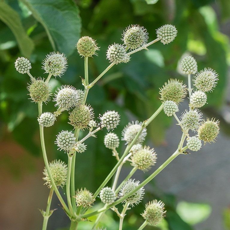 Como plantar Gravatá (Eryngium eburneum)_1