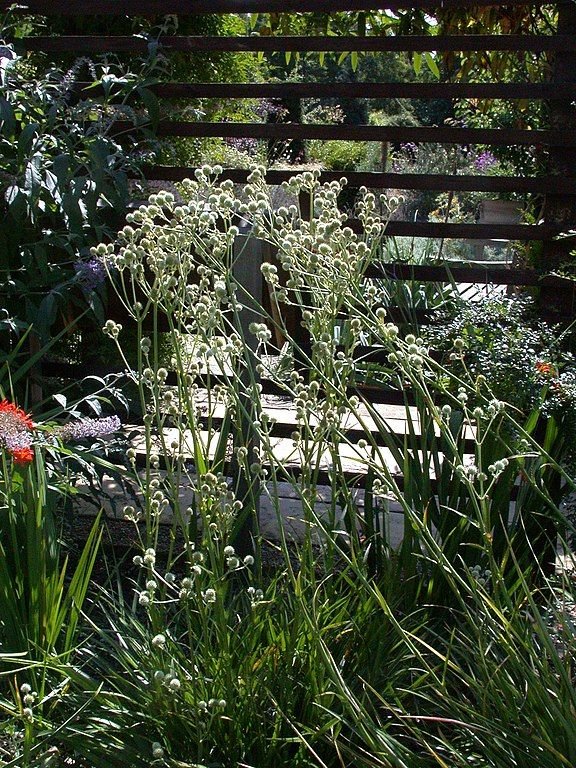Onde plantar Gravatá (Eryngium eburneum)_2