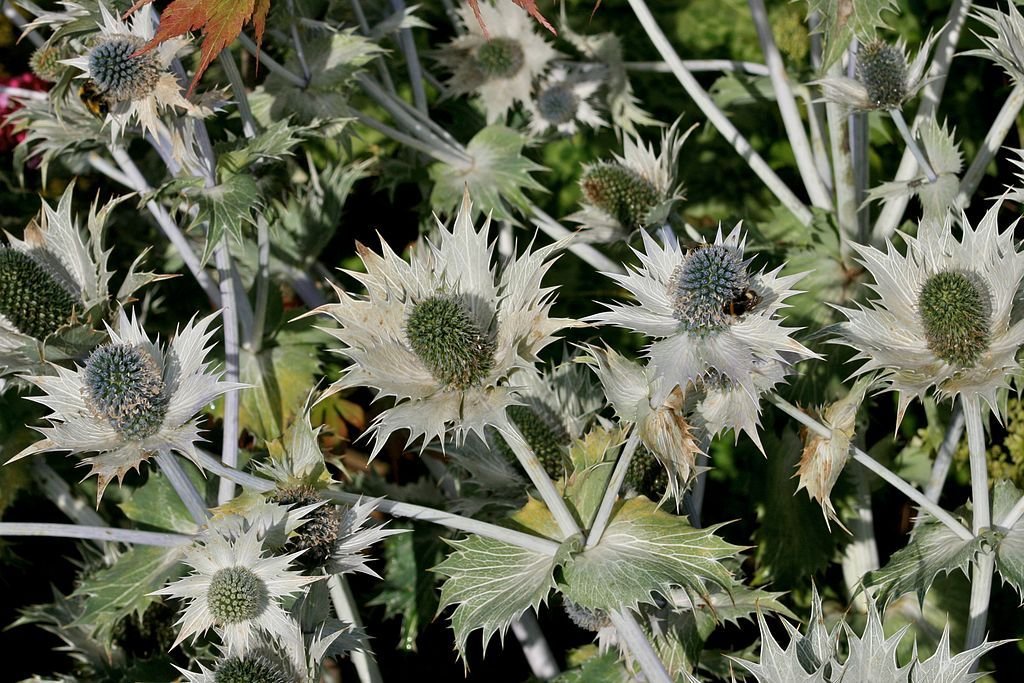 Gravatá 'Silver Ghost' (Eryngium giganteum 'Silver Ghost')