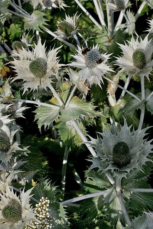 Como plantar Gravatá 'Silver Ghost' (Eryngium giganteum 'Silver Ghost')_1