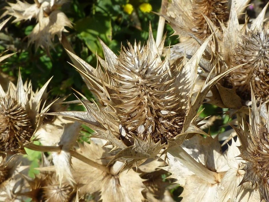 Onde plantar Gravatá 'Silver Ghost' (Eryngium giganteum 'Silver Ghost')_2