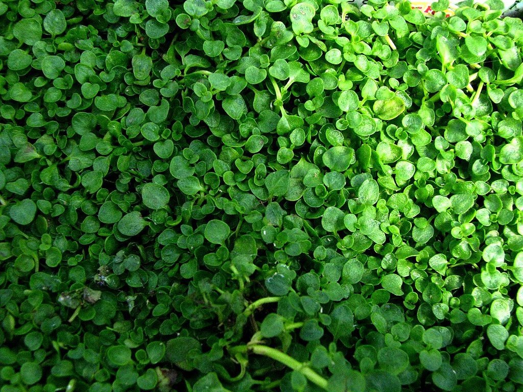 Hortelã da Córsega (Mentha requienii)