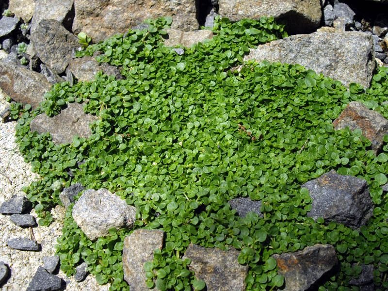 Como plantar Hortelã da Córsega (Mentha requienii)_1