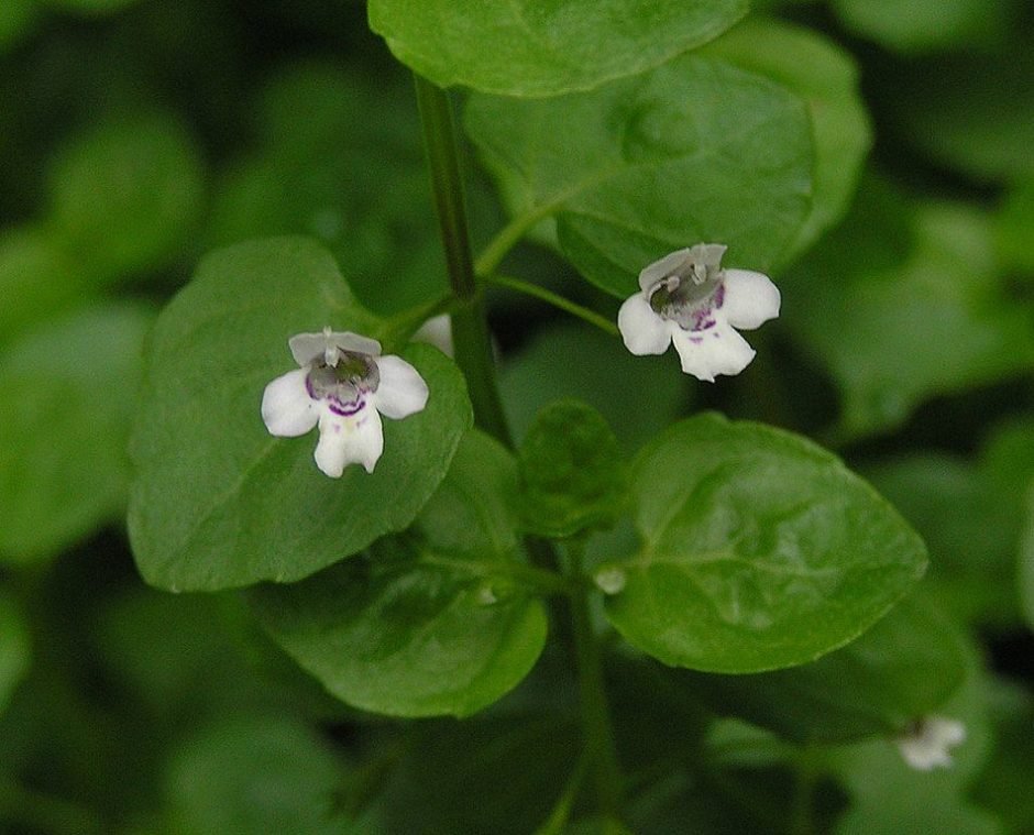 Onde plantar Hortelã da Córsega (Mentha requienii)_2