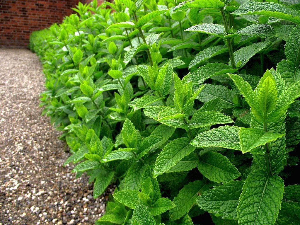 Hortelã-pimenta (Mentha × piperita)