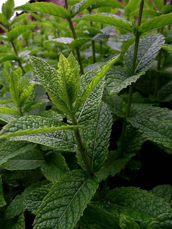 Como plantar Hortelã-pimenta (Mentha × piperita)_1