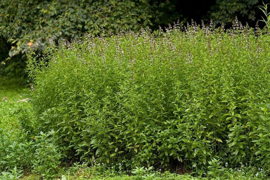 Onde plantar Hortelã-pimenta (Mentha × piperita)_2