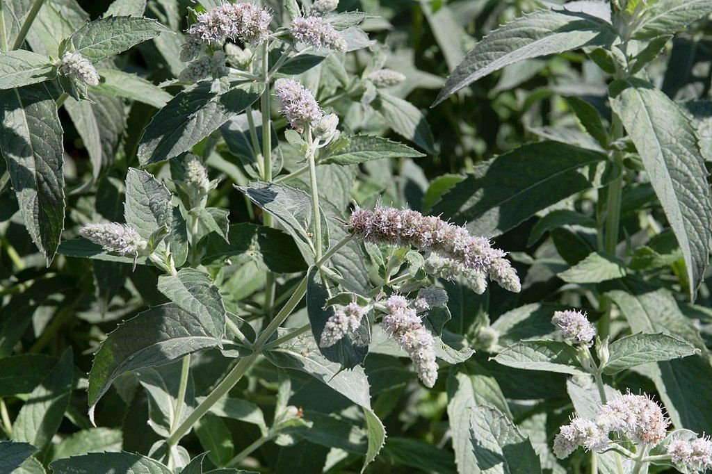Hortelã-silvestre (Mentha longifolia)