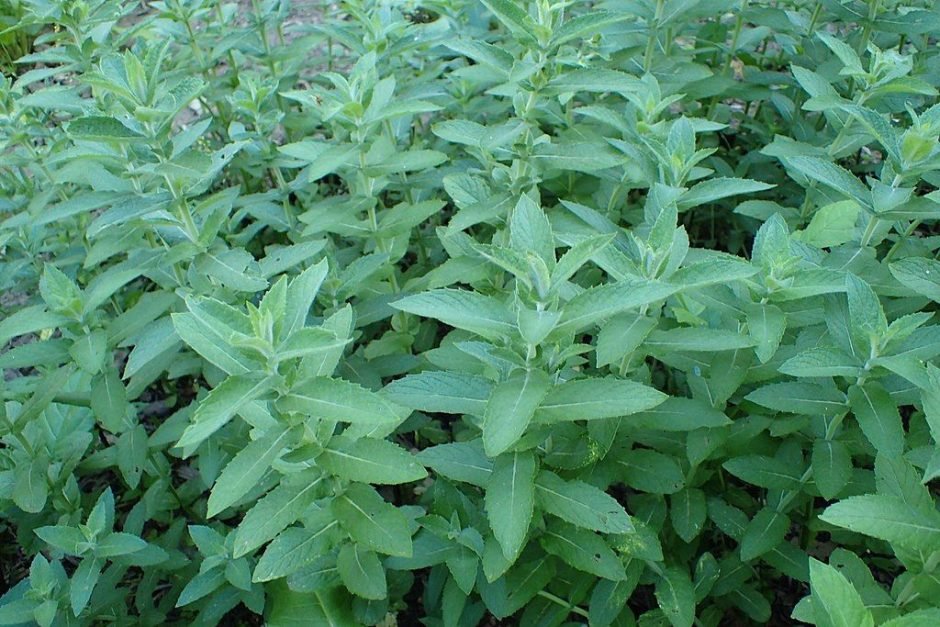 Como plantar Hortelã-silvestre (Mentha longifolia)_1