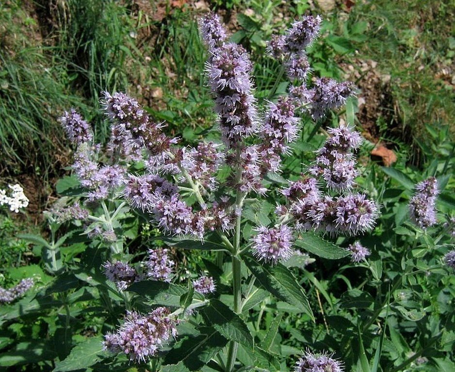 Onde plantar Hortelã-silvestre (Mentha longifolia)_2