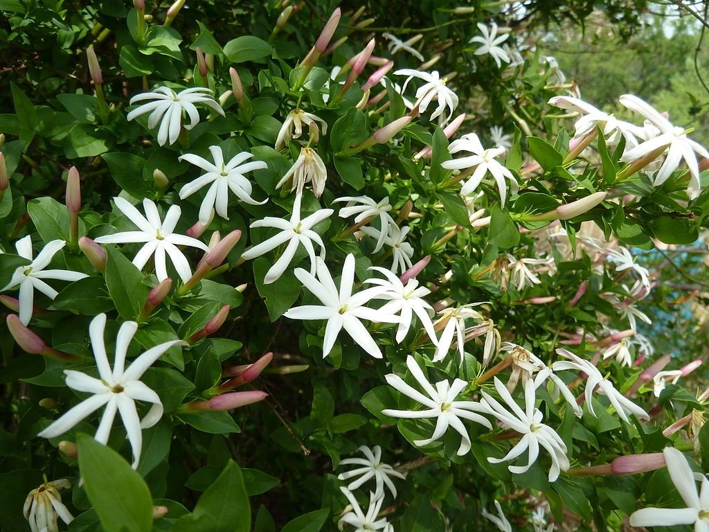 Jasmim angular (Jasminum angulare)