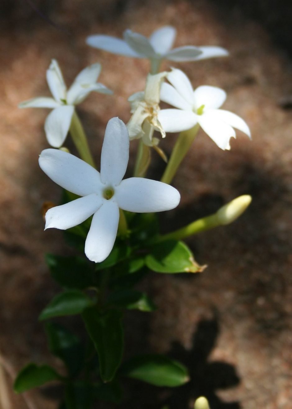 Como plantar Jasmim angular (Jasminum angulare)_1