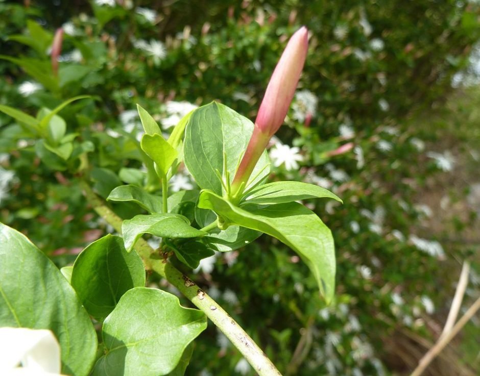 Onde plantar Jasmim angular (Jasminum angulare)_2