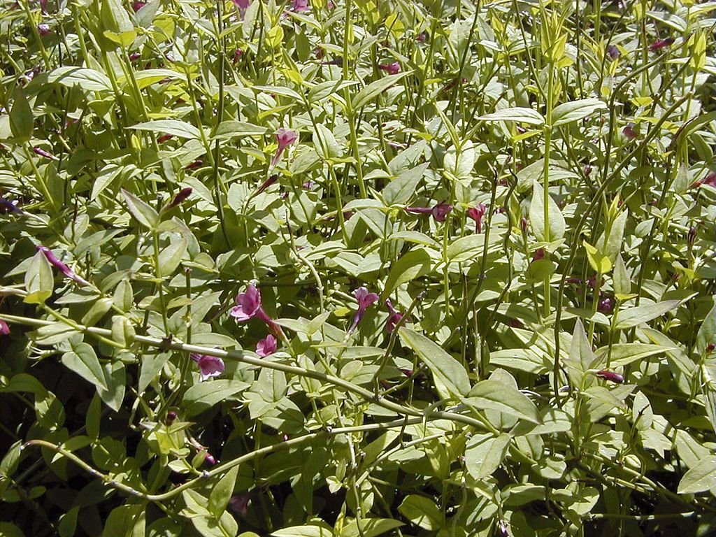 Jasmim beesianum (Jasminum beesianum)