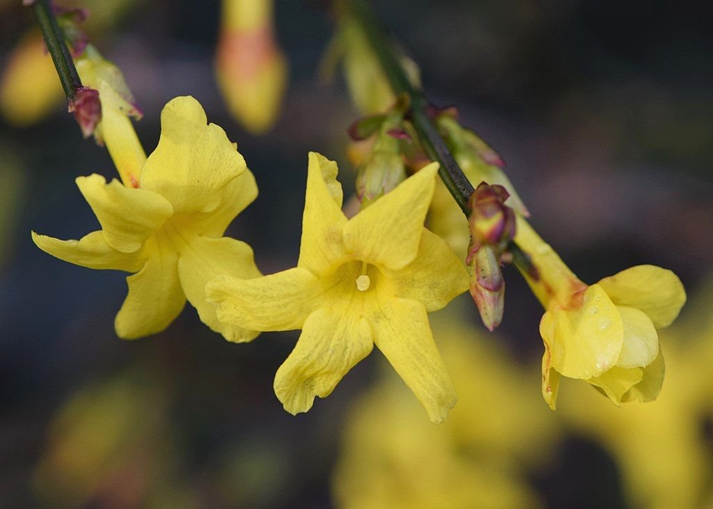 Jasmim de Inverno (Jasminum nudiflorum) - como plantar