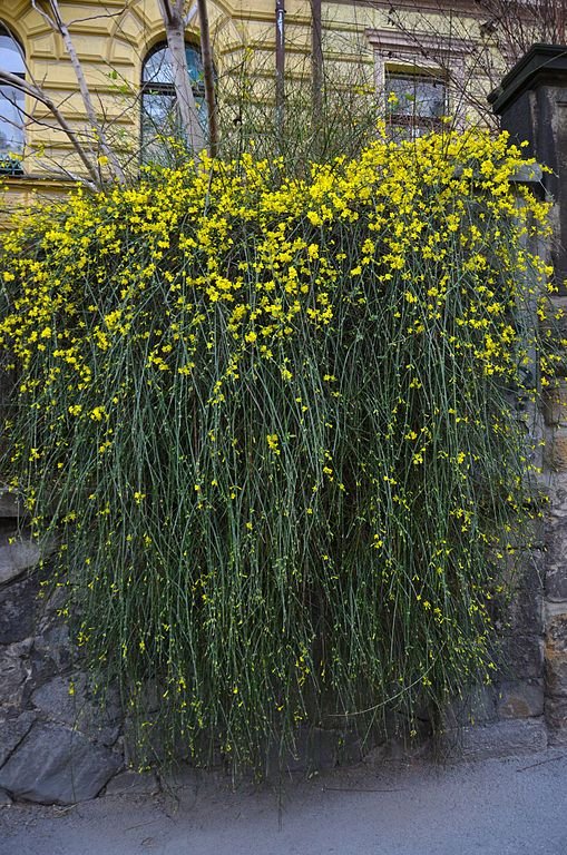 Jasmim de Inverno (Jasminum nudiflorum) - como plantar