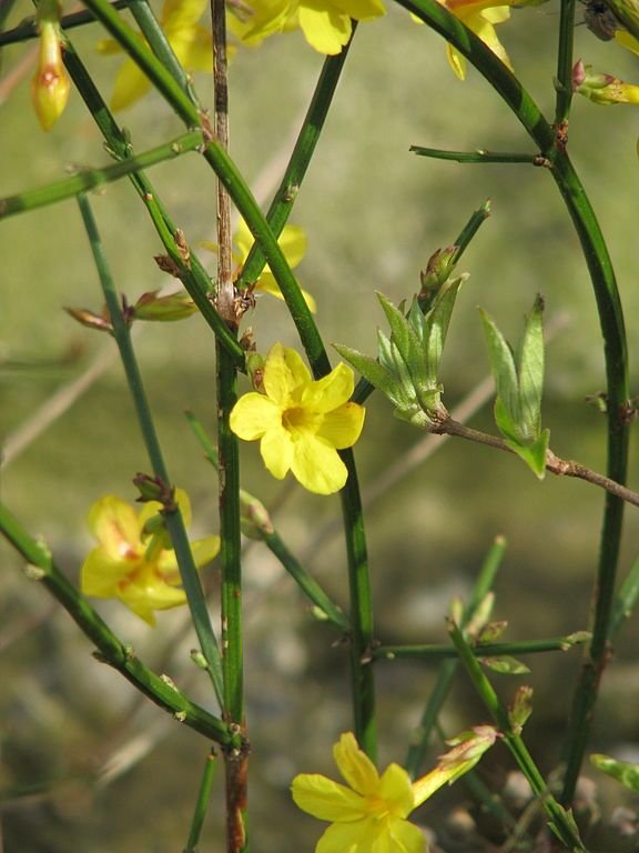 Jasmim de Inverno (Jasminum nudiflorum) - como plantar