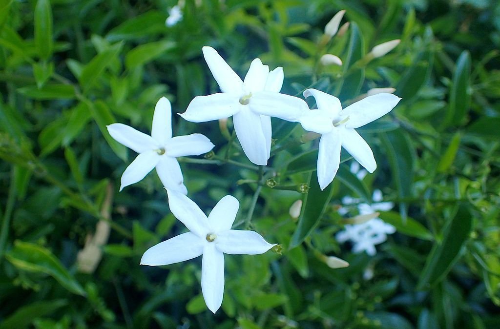 Jasmim-dos-açores (Jasminum azoricum)