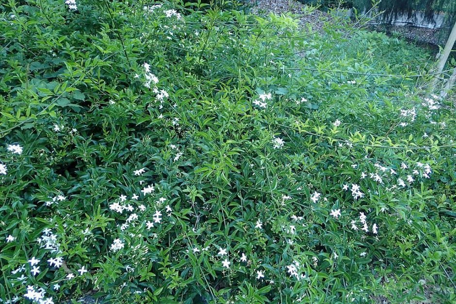 Como plantar Jasmim-dos-açores (Jasminum azoricum)_1