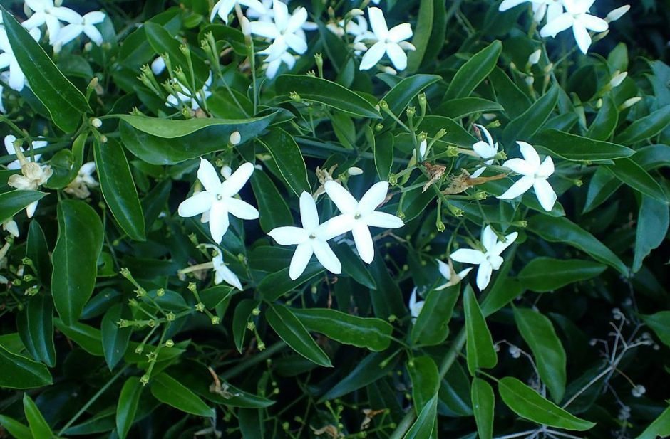 Onde plantar Jasmim-dos-açores (Jasminum azoricum)_2