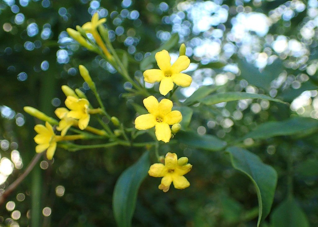 Jasmim perfumado (Jasminum odoratissimum)