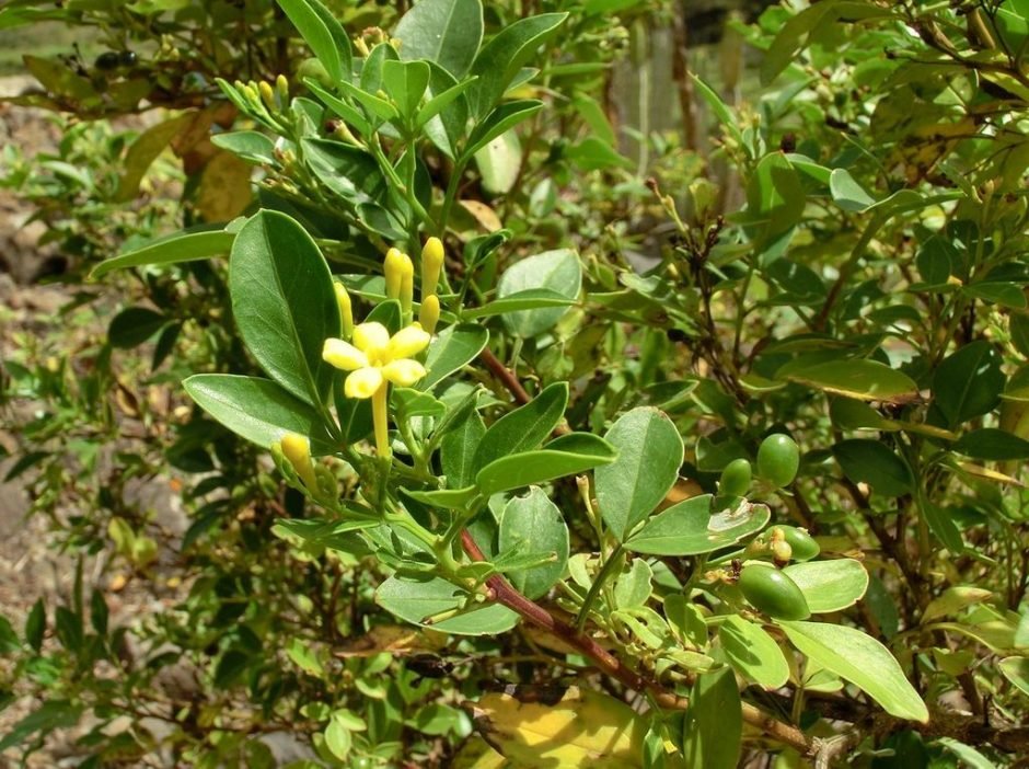 Como plantar Jasmim perfumado (Jasminum odoratissimum)_1