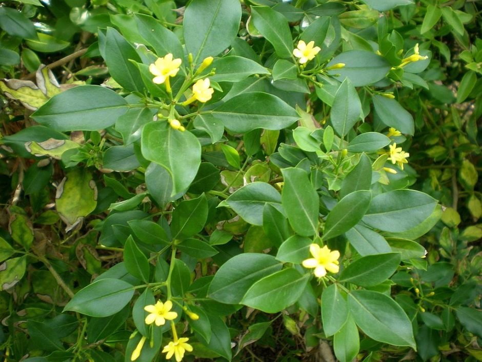 Onde plantar Jasmim perfumado (Jasminum odoratissimum)_2