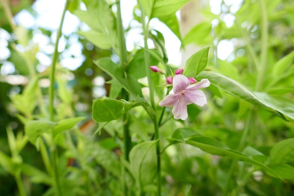 Jasmim-rosa (Jasminum × stephanense)