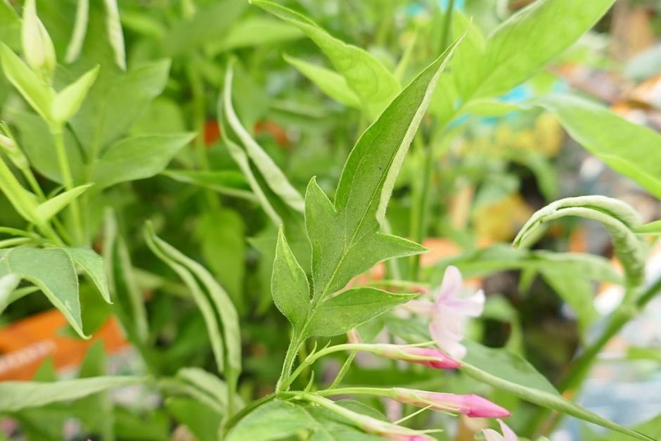 Como plantar Jasmim-rosa (Jasminum × stephanense)_1